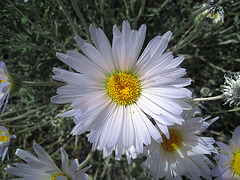 Flower (0734)