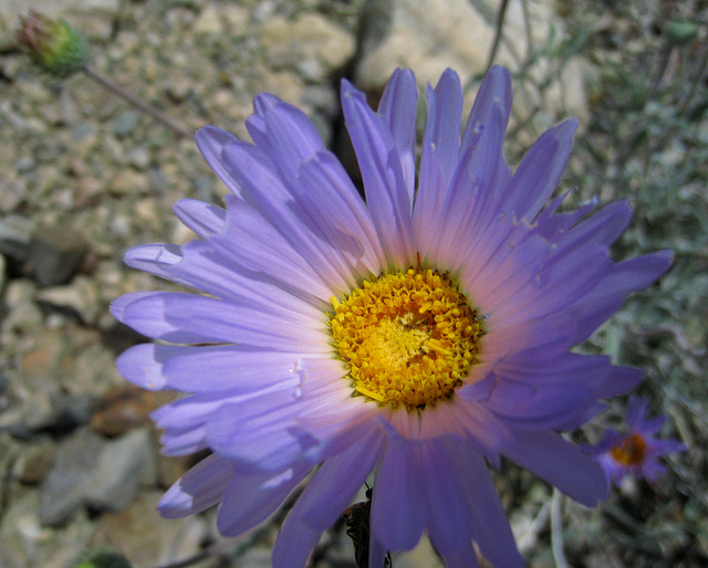 Flower (0735)