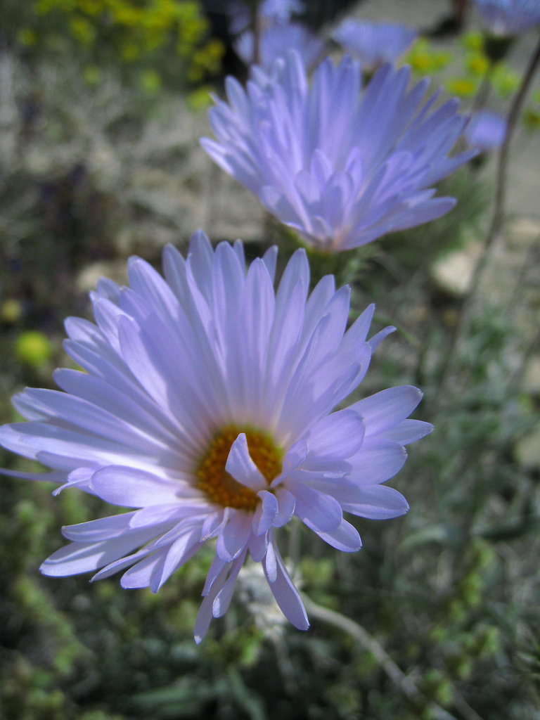 Flower (0738)