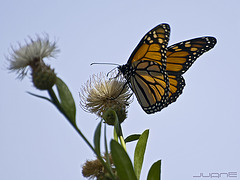 Mariposa Monarca (Danaus plexippus)