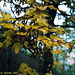 Maple Leaves, Vysehrad, Prague, CZ, 2007