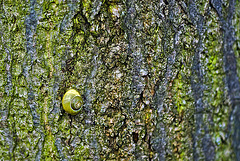 Snail on wet bark