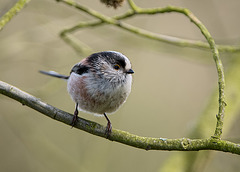 Long-tailed tit (d)