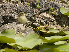 Mosquitero canario,- (Phylloscopus canariensis,)