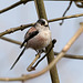 Long-tailed tit (a)