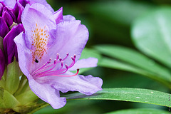 Rhododendron // 1