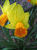 Daffodil (0820)