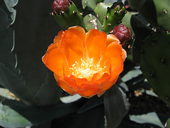Cactus Flower (1535)