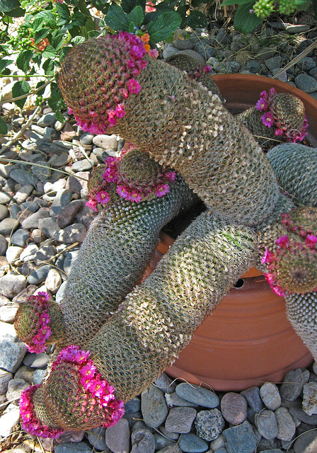 Phallic Cactus (1538)