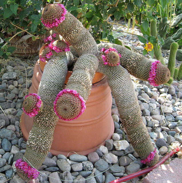Phallic Cactus (1543)