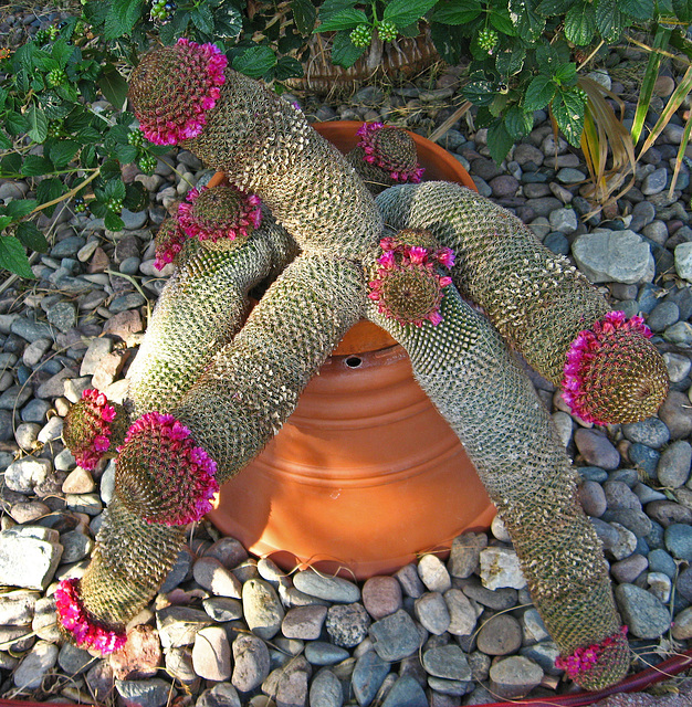 Phallic Cactus (1548)