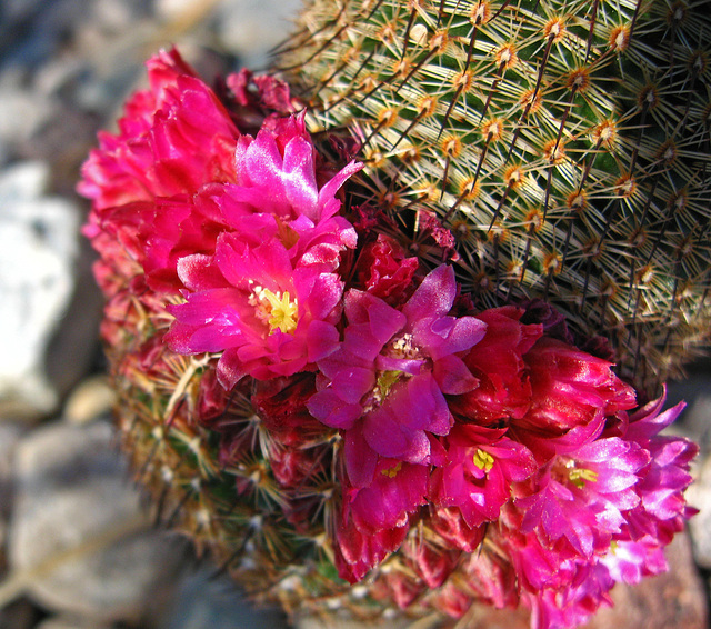 Phallic Cactus Blooms (1547)