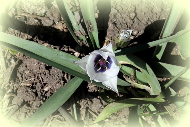 Tulipa humilis alba coerula oculata
