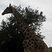 Zoo Garden of Lisbon, giraffe tree (2)