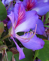 Flower (0690A)