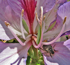 Flower with Beetle (0688A)