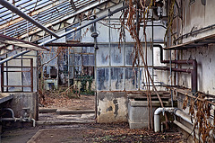 A grey day at the old greenhouse - 5