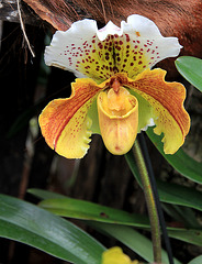 Orchidee -