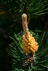 Pine Cone - Different