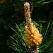 Pine Cone - Different