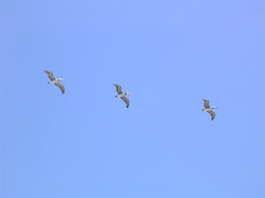Pelikane im Formationsflug