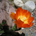 Cactus Flower (1021)