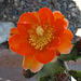 Cactus Flower (1022)
