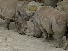 Zoo Garden of Lisbon, white rhinoceros (3)