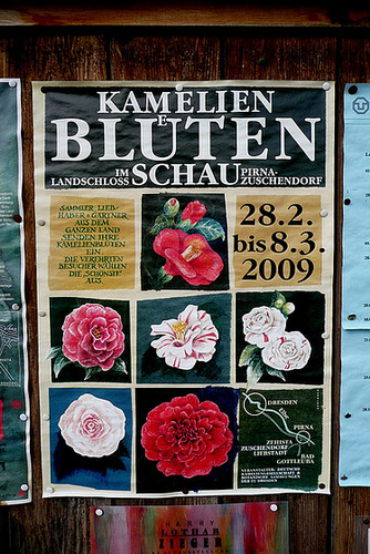 6. Deutsche Kamelienblütenschau im Barockschloß Zuschendorf - 2009