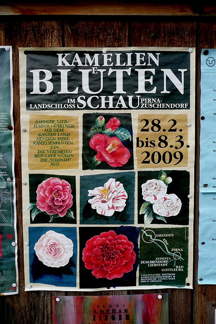 6. Deutsche Kamelienblütenschau im Barockschloß Zuschendorf - 2009