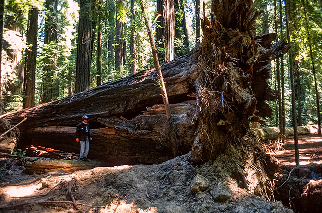 Redwood National Park - 1