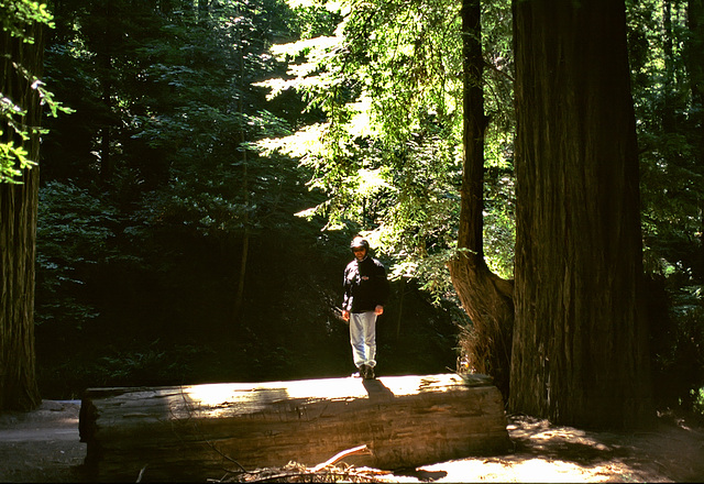 Redwood National Park - 2