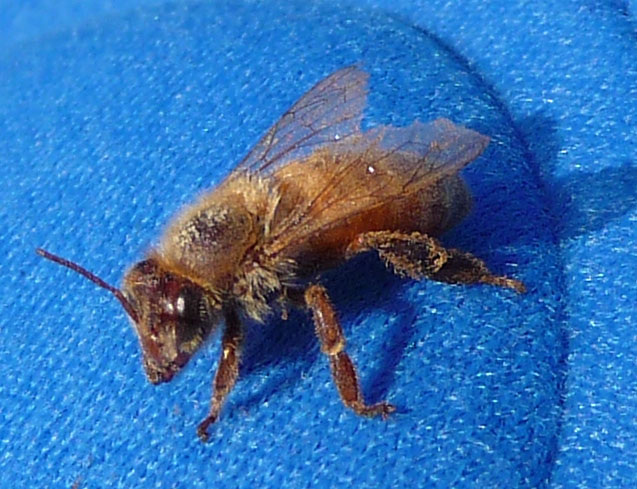 Bee on Padded Shorts (0064A)