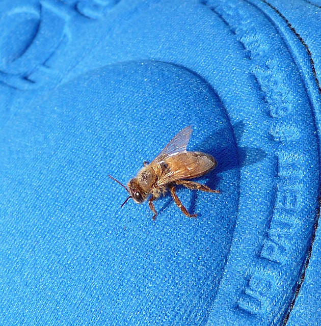 Bee on Padded Shorts (0065)