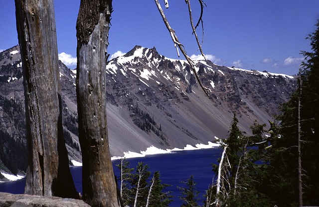 Crater Lake - Trees