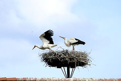 Storch7