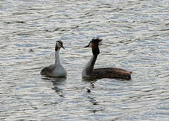 Great Crested Grebes (b)