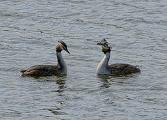 Great Crested Grebes (a)
