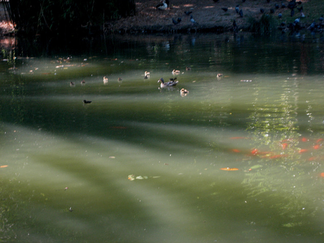 Lisboa, Garden of Estrela, the pond, the light, the ducks & the fish (3)