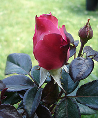 dunkelrote Rose