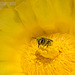 Orgia de polen