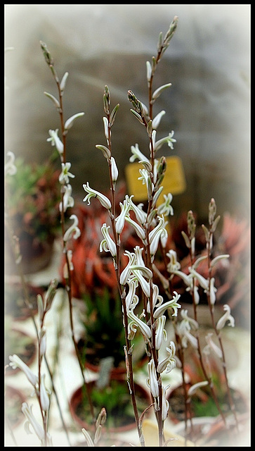Collection d'Haworthia - Floraisons (3)