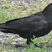 IMG 0047 le corbeau freud