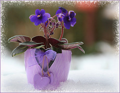 Ice violet