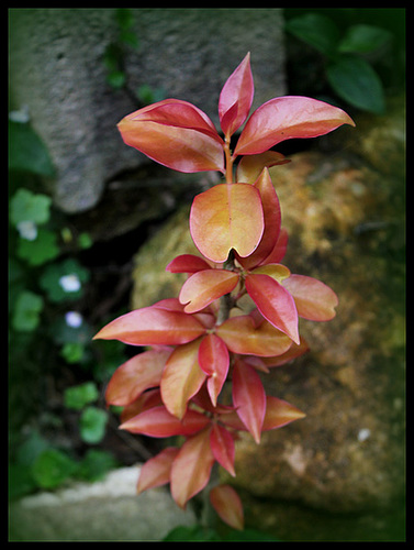 Pereskia aculeata ' Godseffiana' Pereskia aculeata ' Godseffiana'