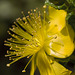 Hypericum balearicum