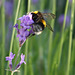 Lavendel / Lavendula augustifolia