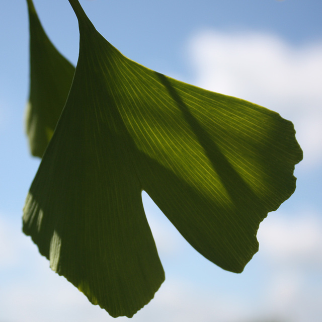 Ginkgo biloba