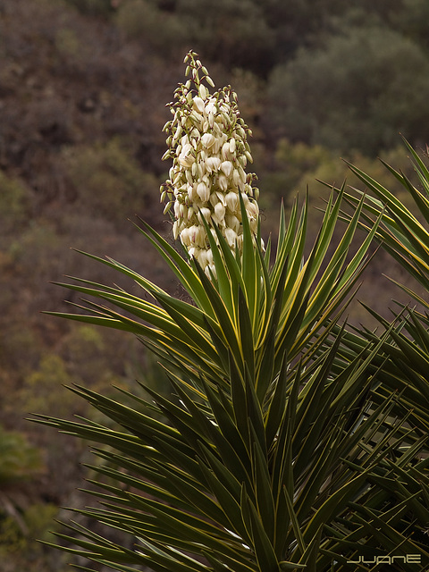 Yucca aloifalia, agavaceae