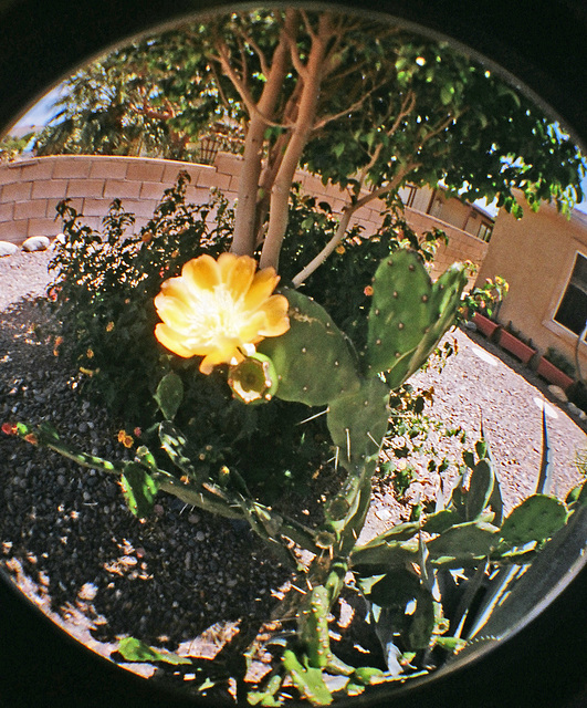 Cactus Flower (4618)
